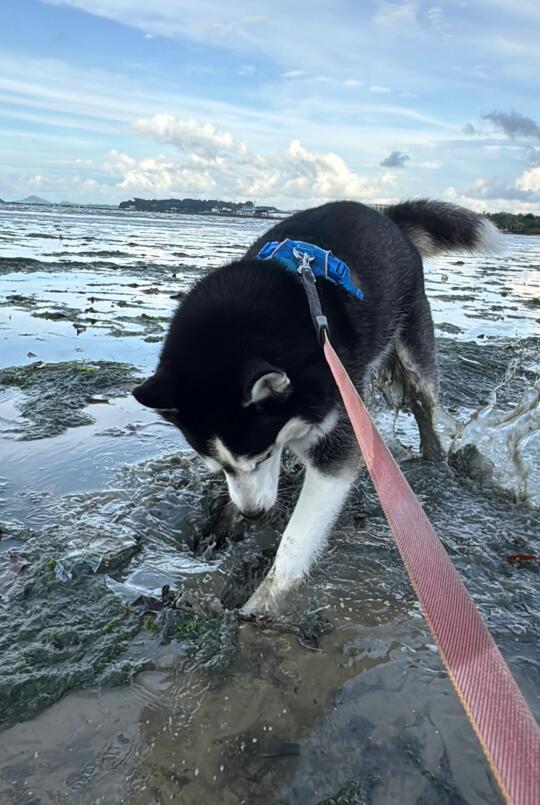 小狗自助深海泥足浴