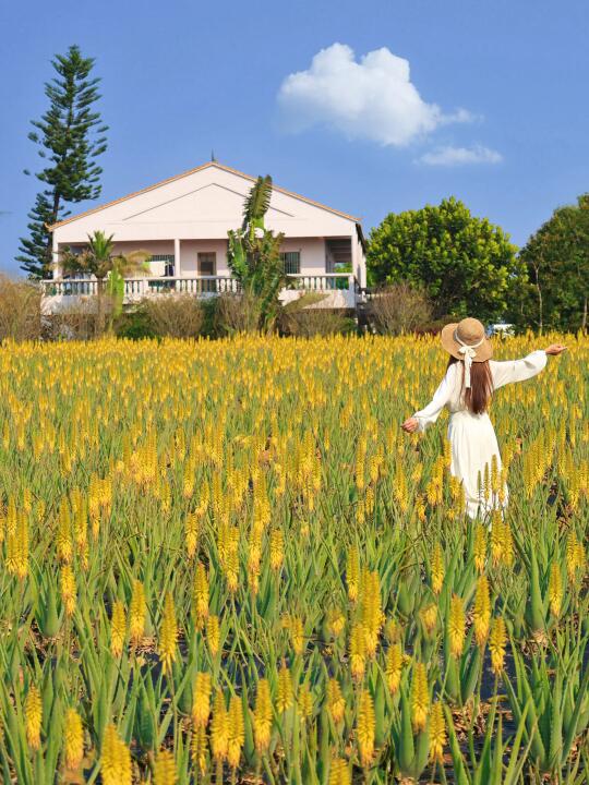 🌼四月限定‼️广州周边这片金黄的芦荟花海～