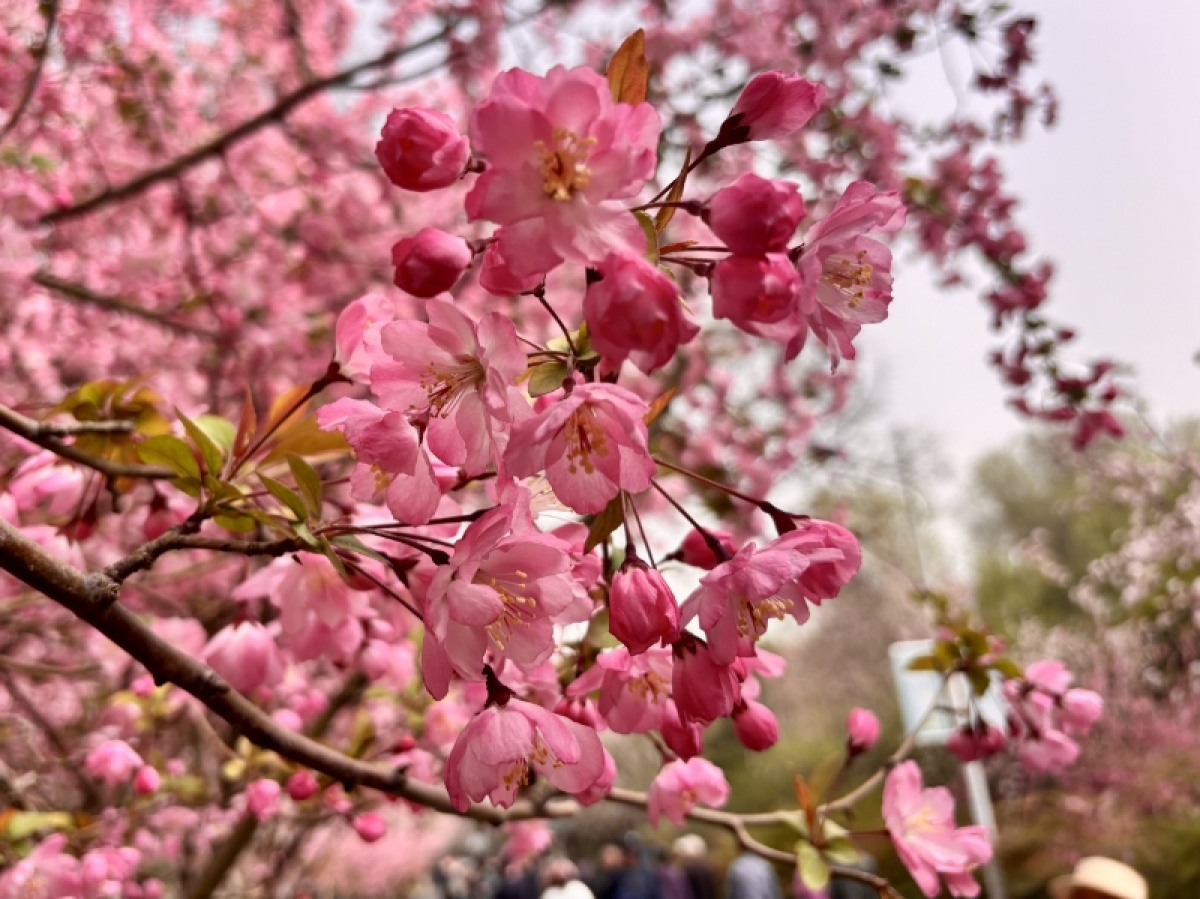 碧沙岗公园第十七届海棠文化展正式启幕！活动将持续至4月10日