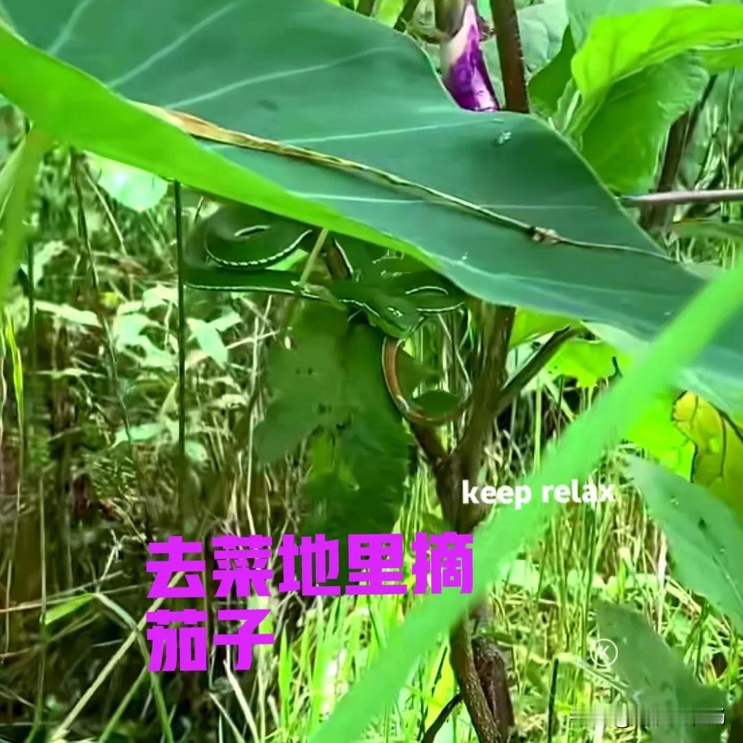 早上去菜地摘茄子，家里的大黄跟在我的后面，它最喜欢撵路了。刚刚走到菜地边，大黄突