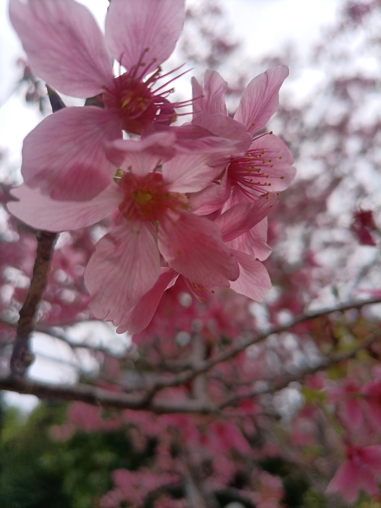 樱花和小蜜蜂#分享樱花# #樱花开始开了#