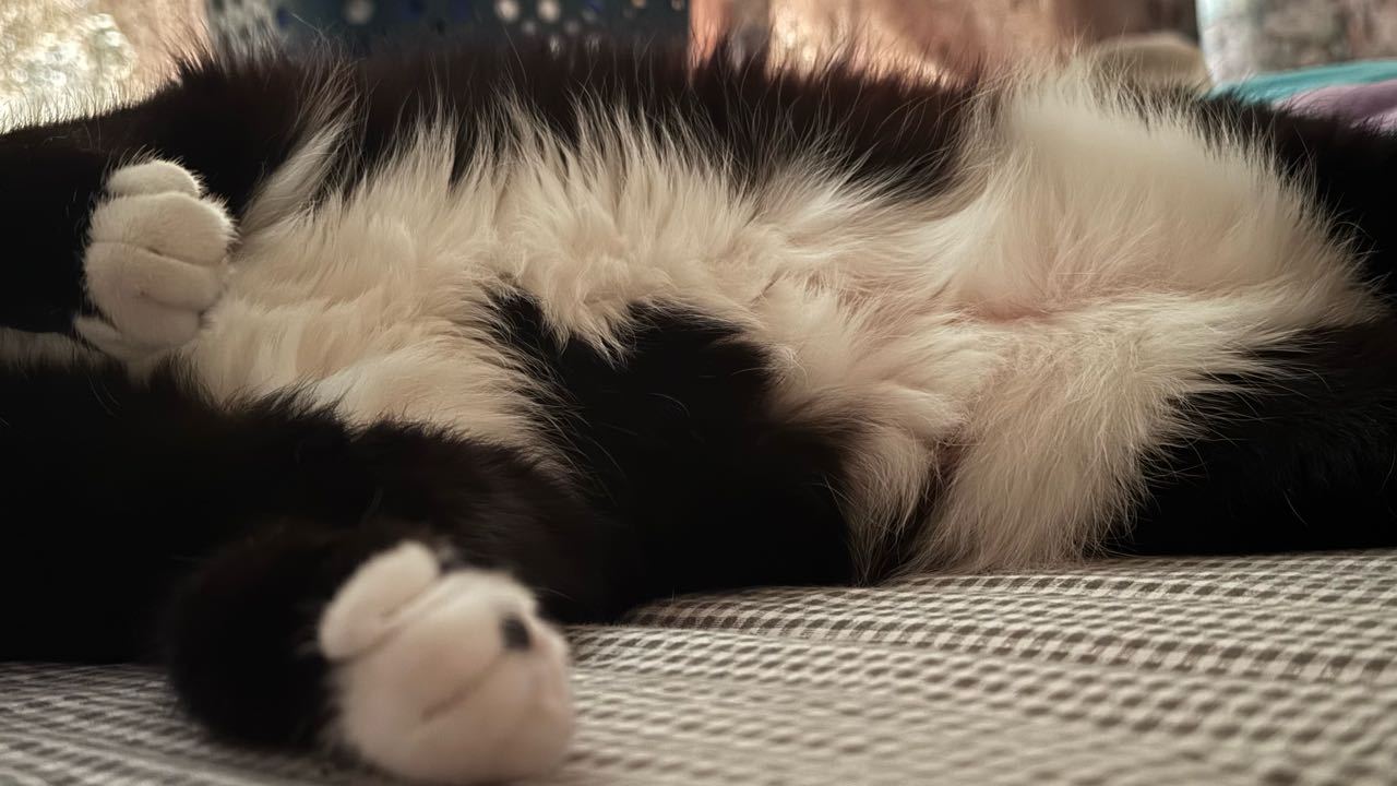 在您脸前边儿躺一会儿，我的小猫味儿不会熏着您吧！奶肚陷阱 （投稿：） 