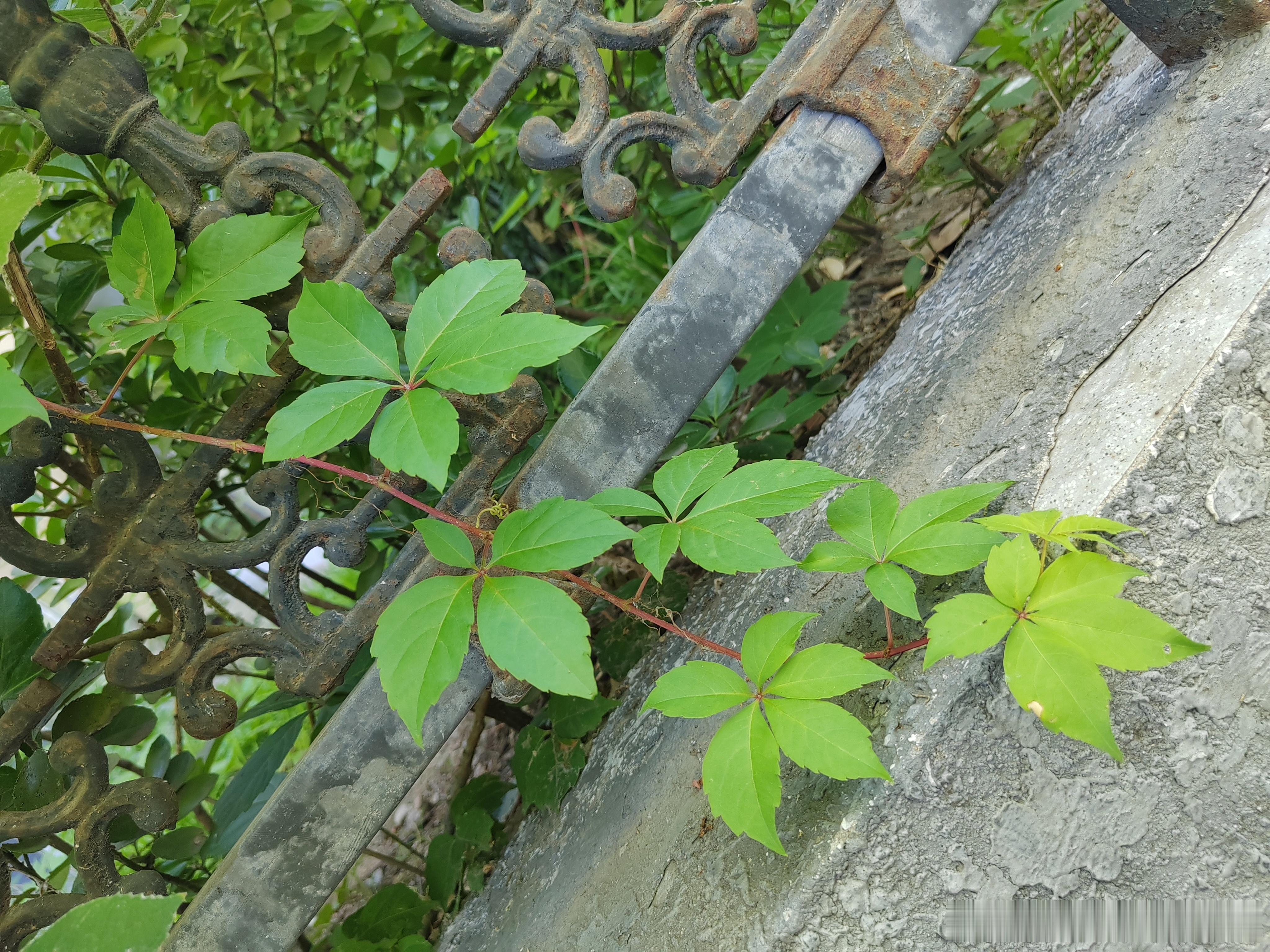 旧栏杆和新藤蔓，是岁月和新生的温柔握手。 