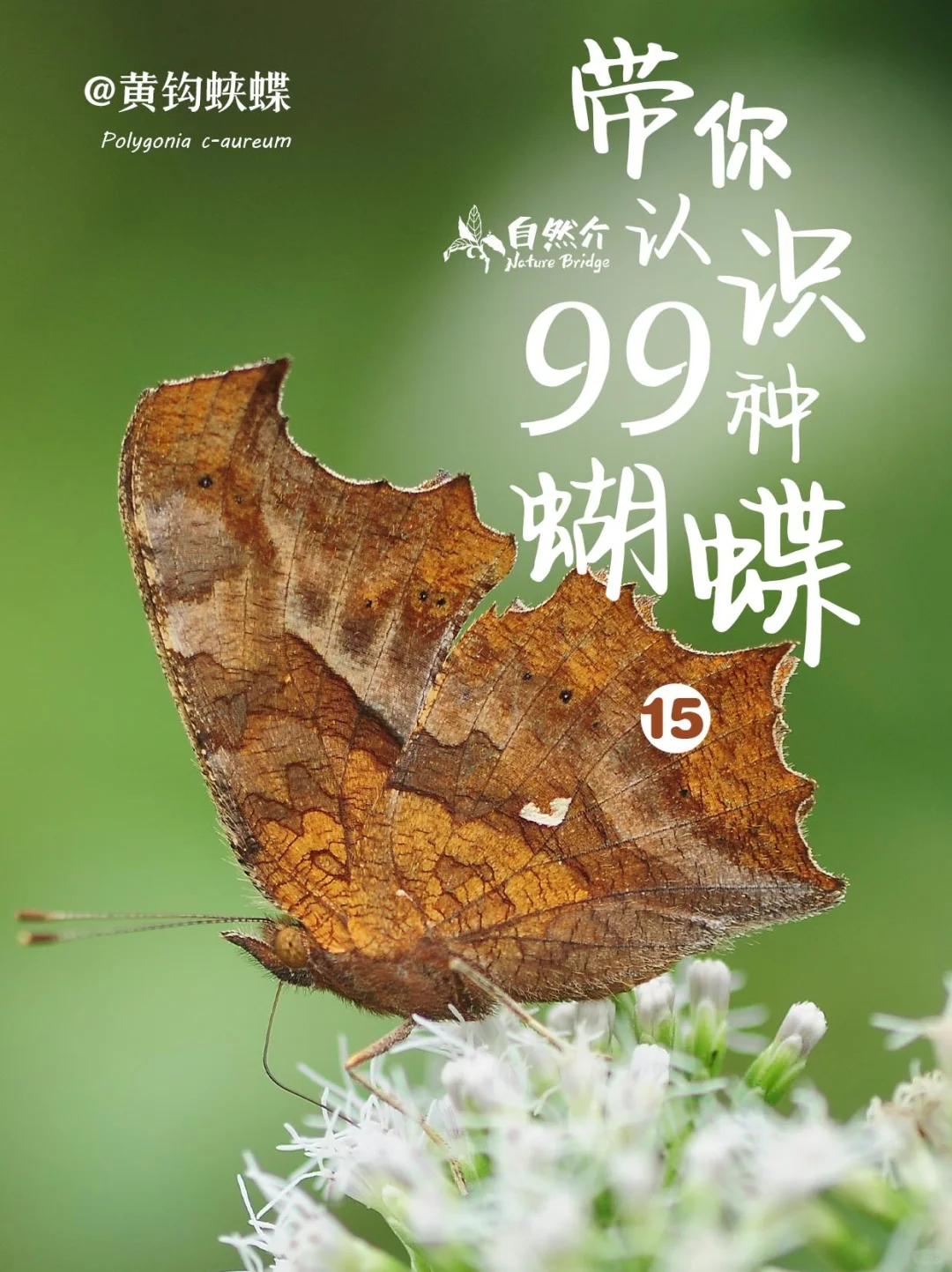 带你认识99种蝴蝶