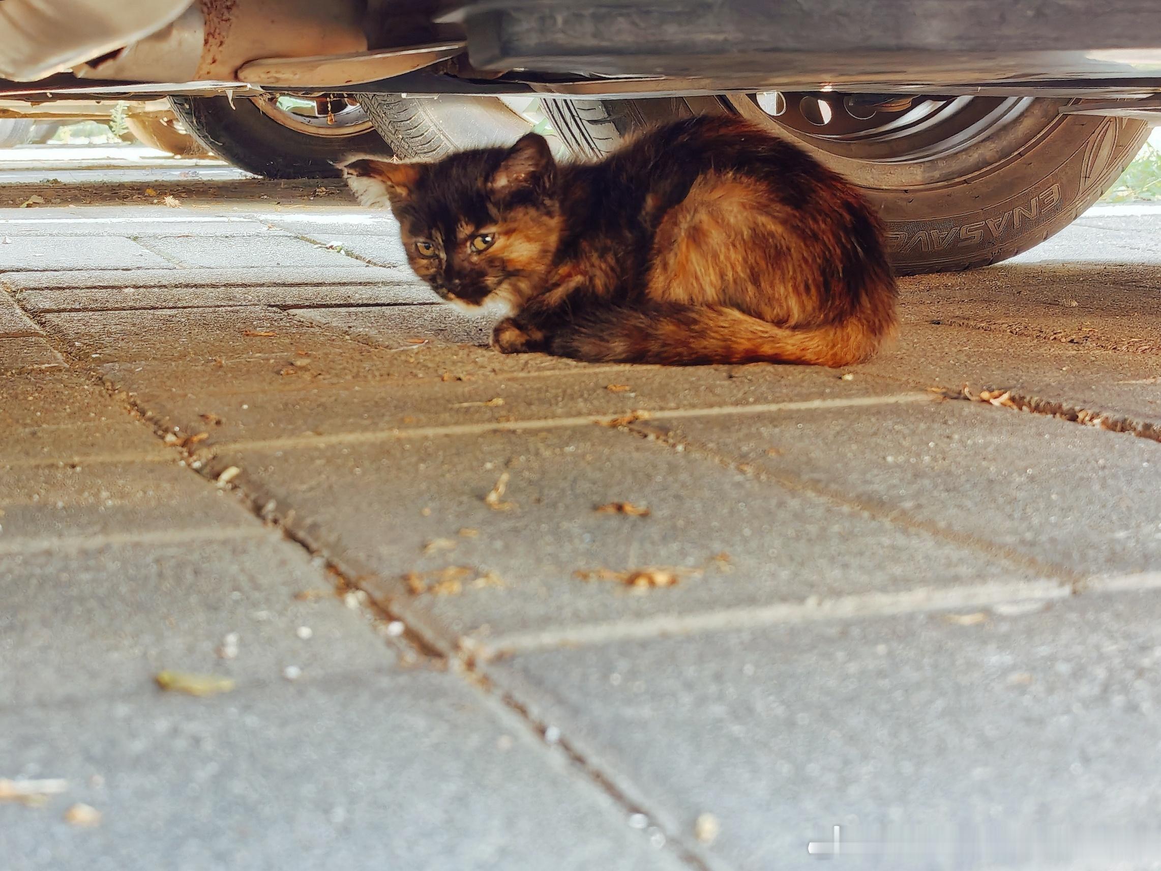 小三花一家 小小玳瑁