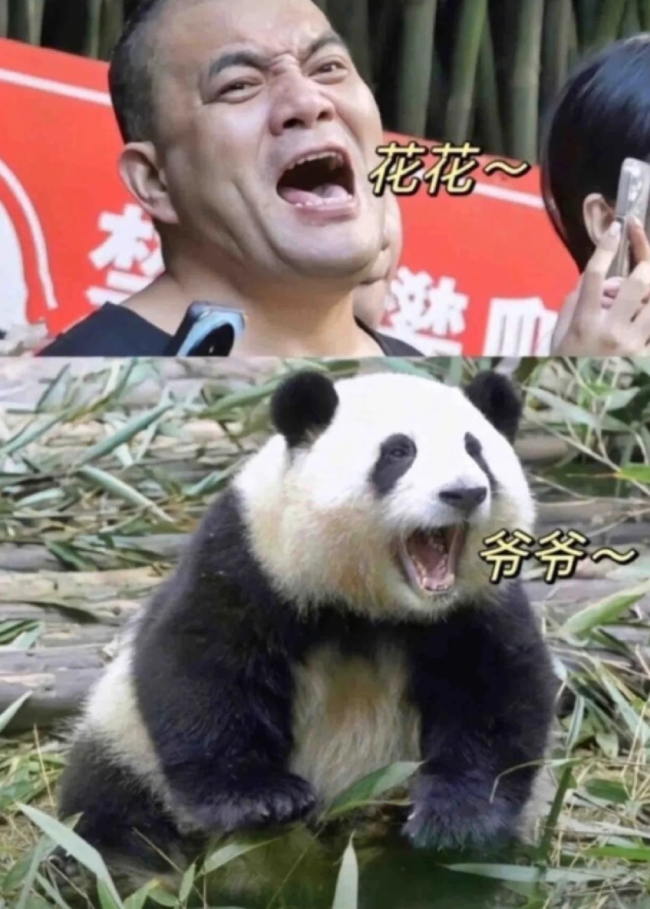 大熊猫真是谁养的像谁 ​​​