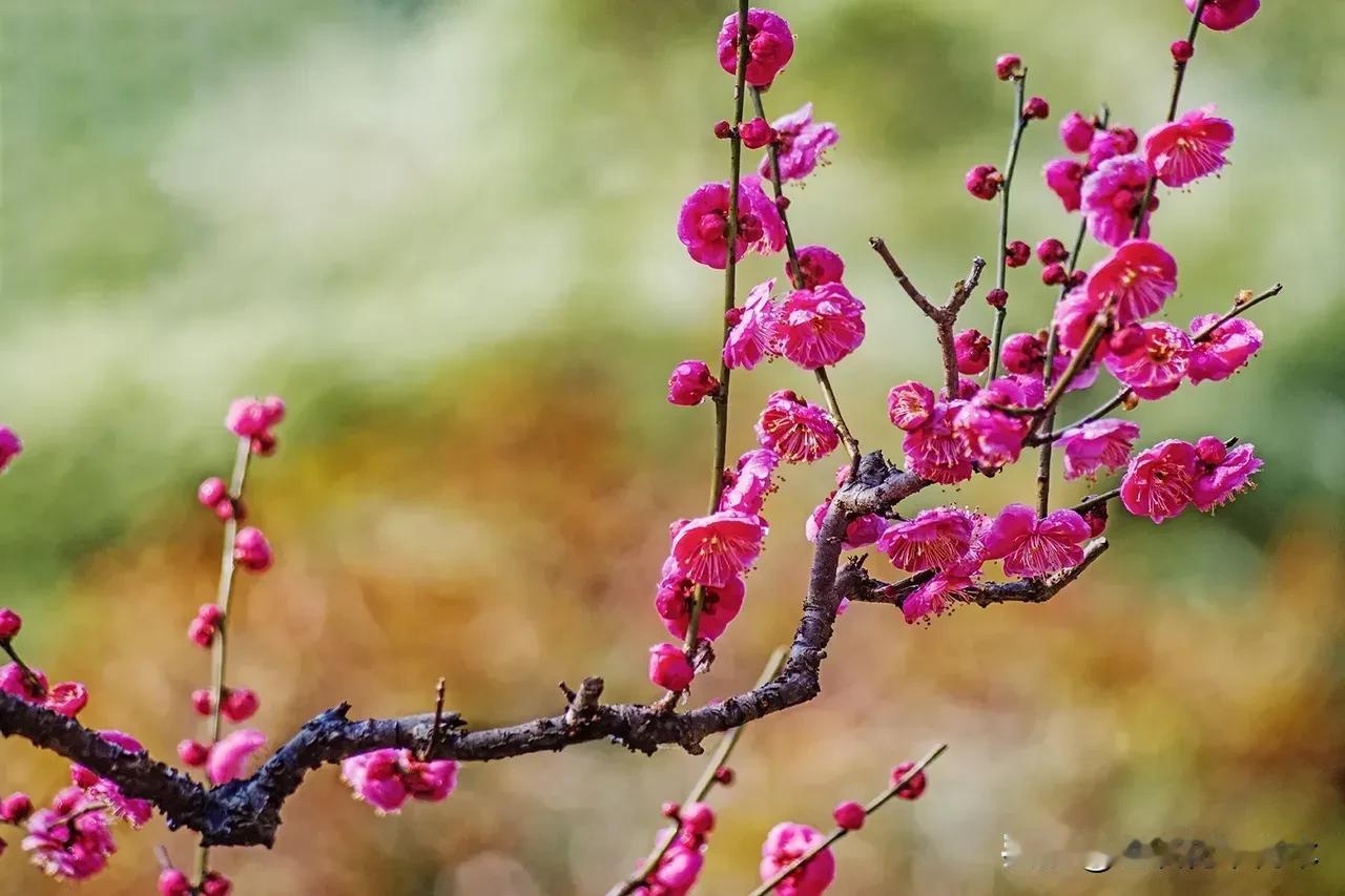 曾为梅花醉！