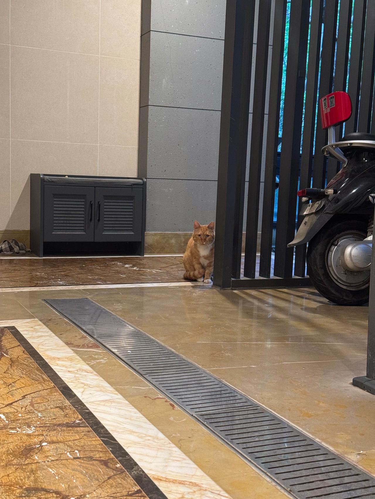 糟糕，被它盯上了，想混个编制？
流浪猫也会想有个家吗?