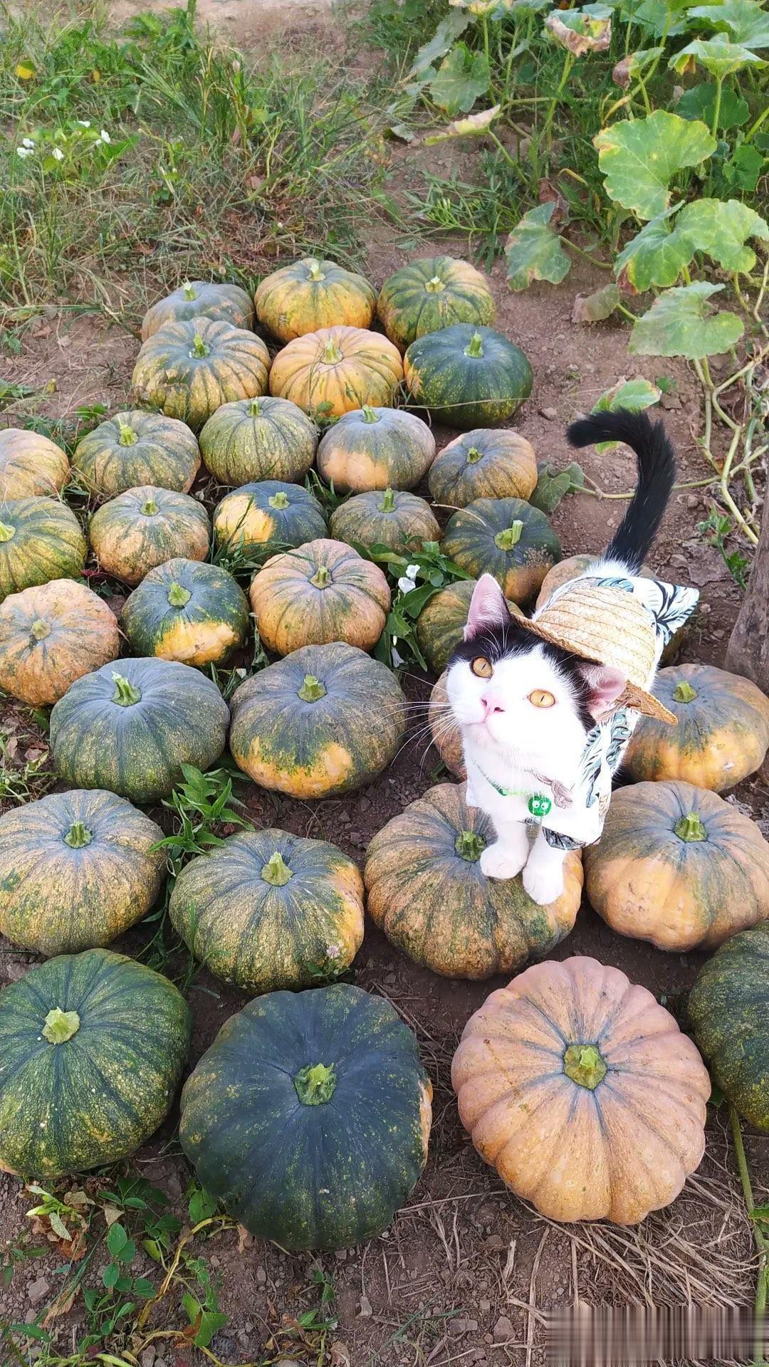 🐱：求求你们多买南瓜🎃，救救从夏威夷回乡种地的年轻大学生吧！
#萌宠# #笑