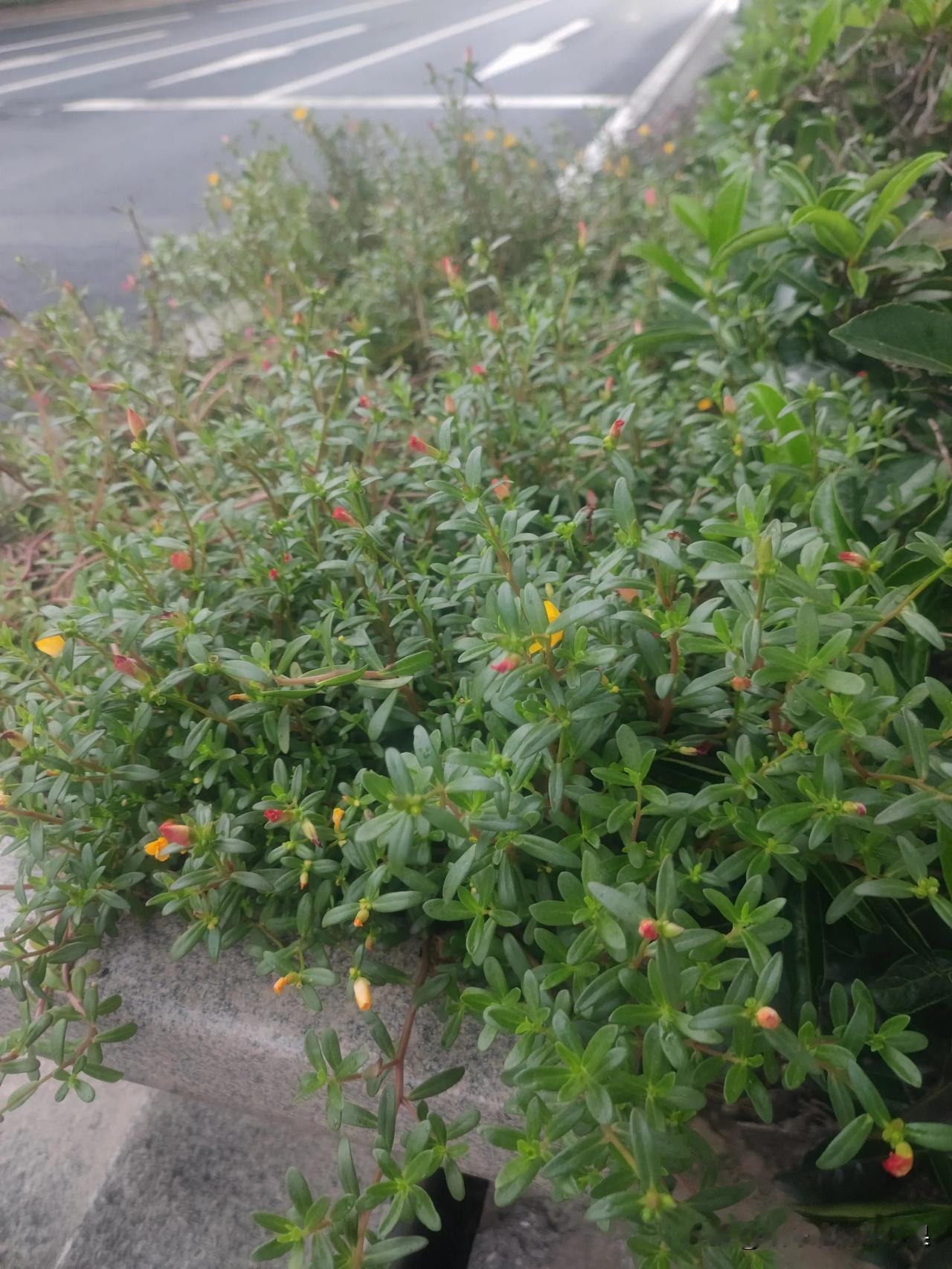 太阳花原来真的就是太阳 花

一样的地点一样的时间，就是一个是昨天，晴天，一个是