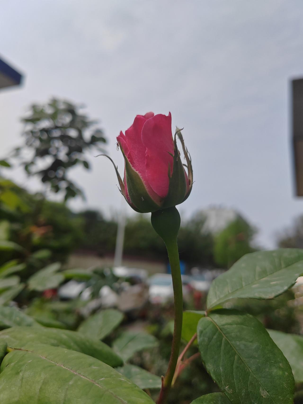 今日赏花，随手拍。春天来了走出家门融入山水间，感受大自然的馈赠。