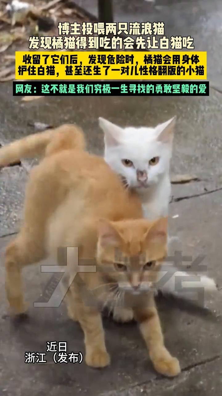 博主投喂两只流浪猫，发现橘猫得到吃的会先让白猫吃。
收留了它们后，发现危险时橘猫