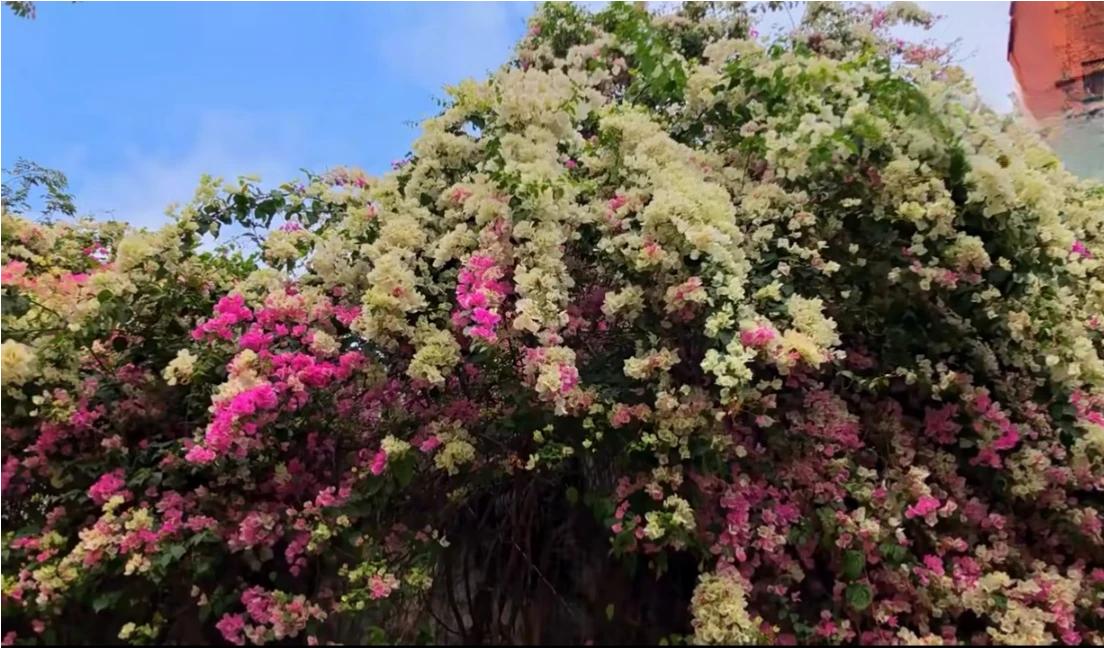 春风吹拂着花香，满园的桃花、杏花、樱花，让人陶醉在这春天的美景之中。