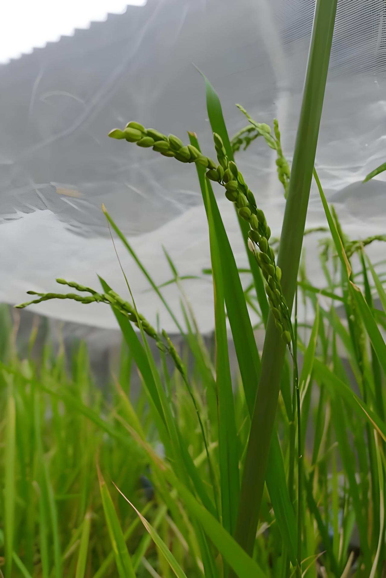 你认为中国年最吸引外国人的是什么 中国年最吸引外国人的，首当其冲是热闹非凡的氛围