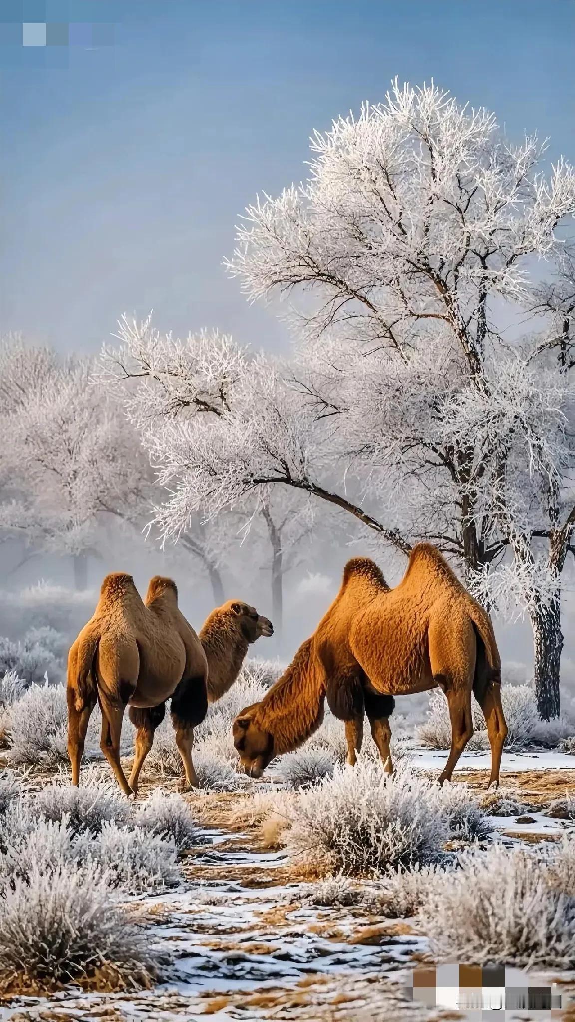 寒冬时节，被誉为“沙漠之舟”的骆驼踏雪缓行。树木凝着霜华，一幅唯美画卷就此铺展。