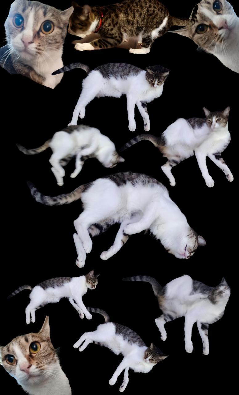 14787只狸看起来好多李白，实际上只有一只😺 