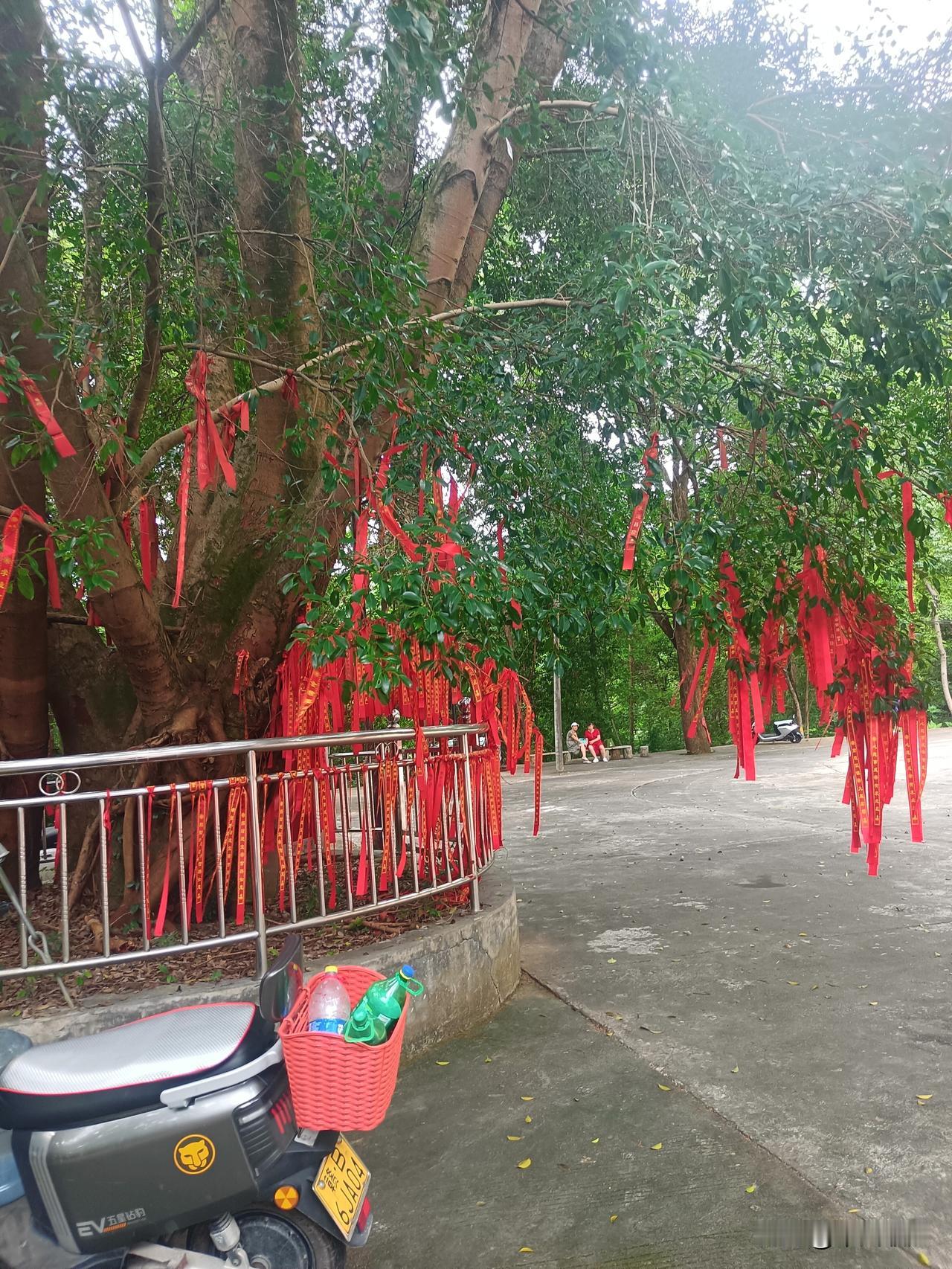 一棵500年榕树在安远寺庙门口挂满了红色带，带中写了平安幸福字体。