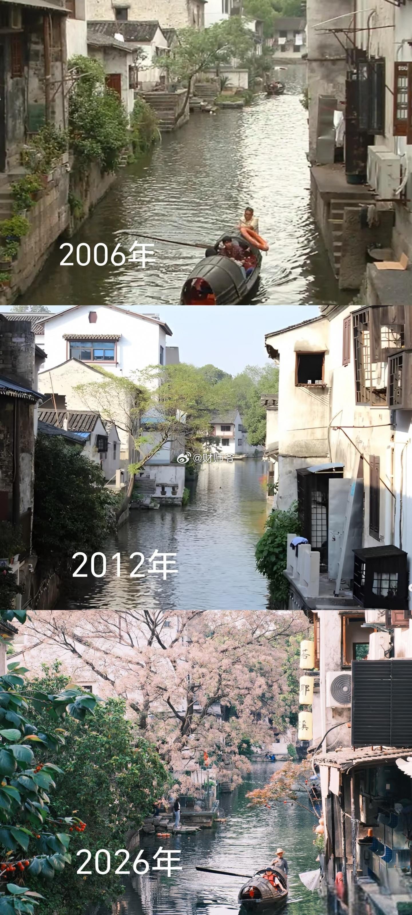 火遍全网的绍兴府河苦楝树，20年前就是这么一株无人识的小树苗，甚至在10年前，它