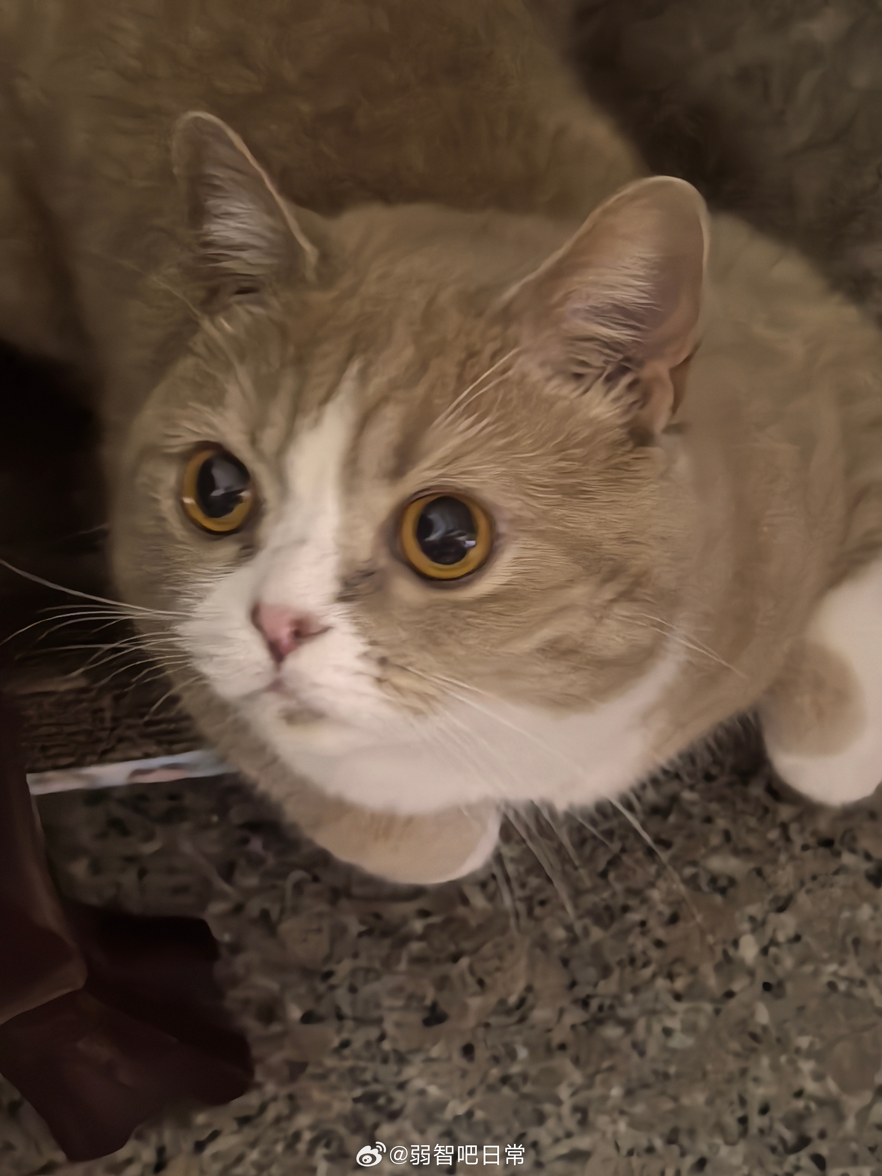 四月快乐！评论抽五杯奶茶！明天就开！  抽奖详情