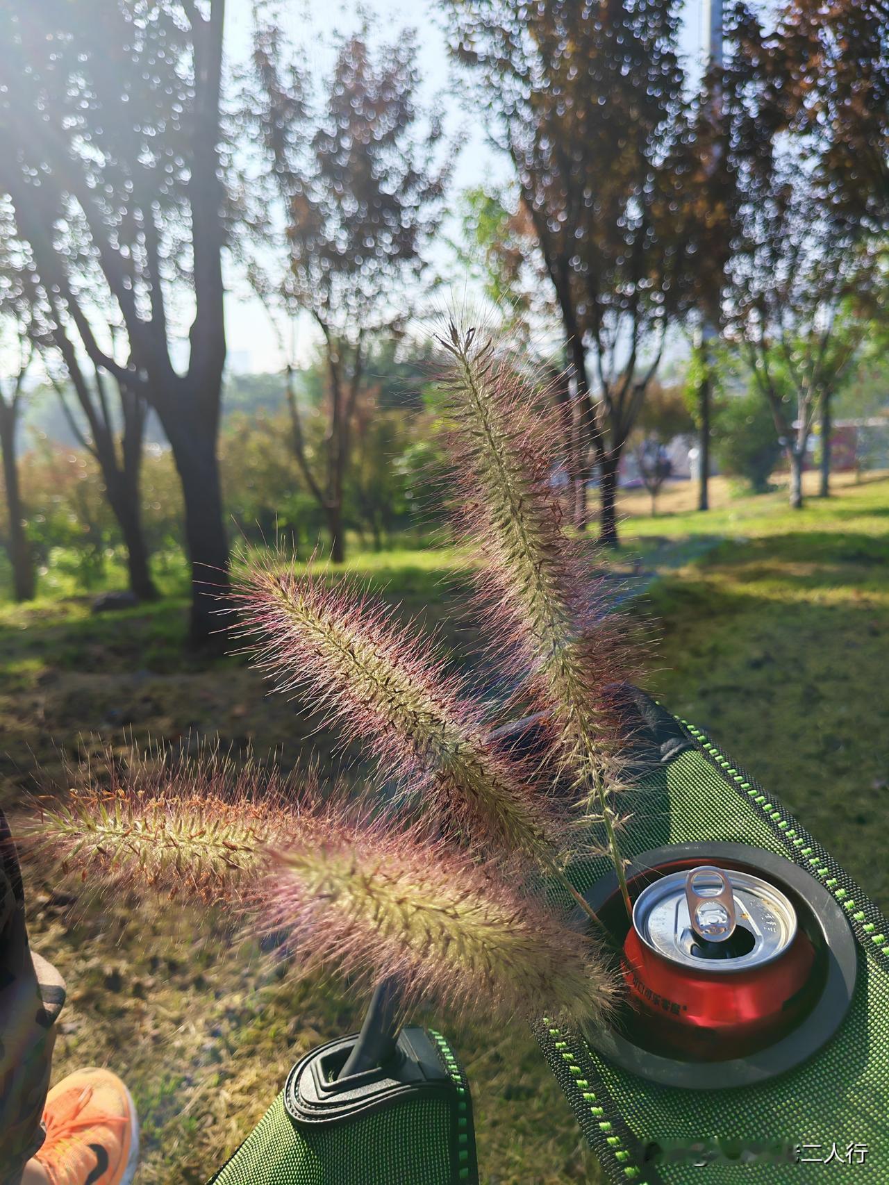今天，在我要求下，队友又陪我来这片小树林了。

脚下的绿草已经呈现出些许浅黄，正