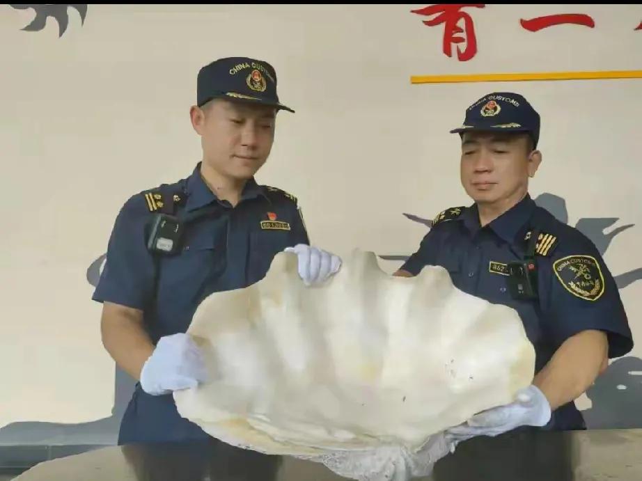 15.4 公斤大砗磲“现身”入境车，保护野生动物岂能儿戏？

在这个看似平凡的日