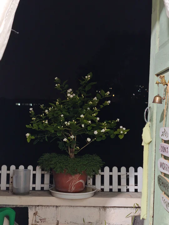 窗外的茉莉花又开了，无心学习，只想赏花～