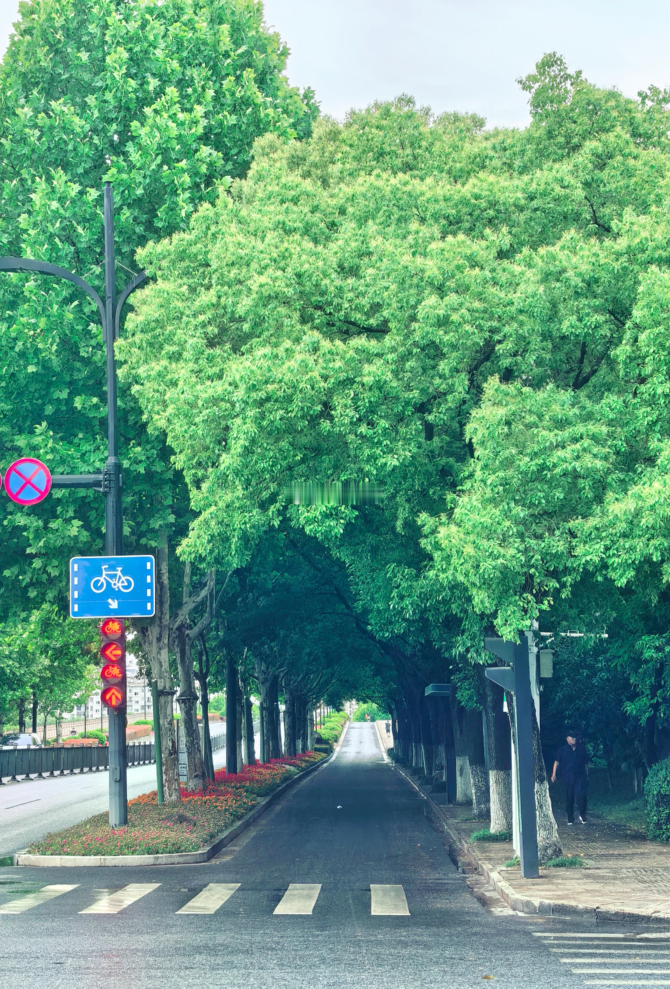 解放北路的“香樟走廊”，樟树自然生成的穹顶，仿佛进入了一条森林隧道。不开滤镜拍中