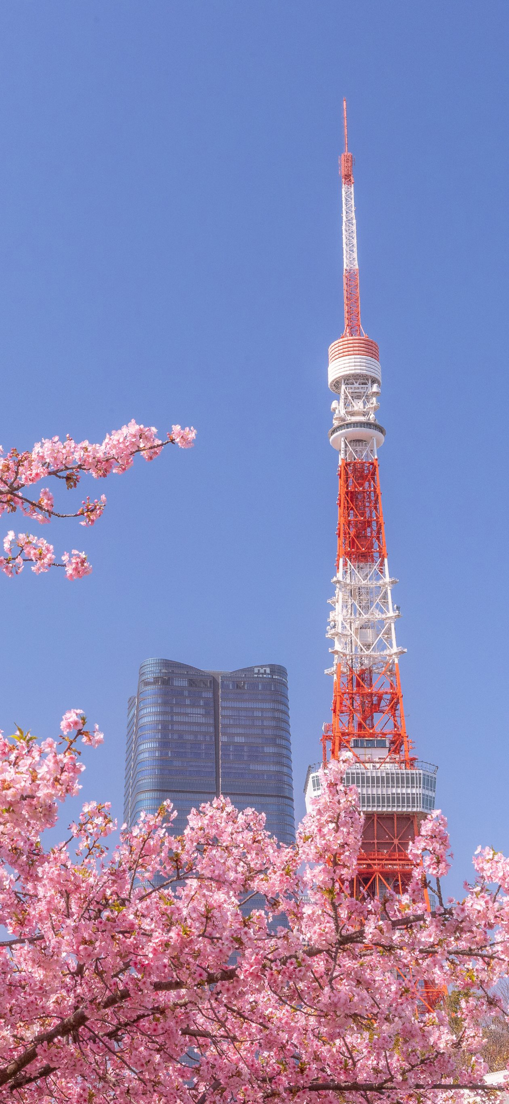 莱分享 今日 iPhone 壁纸分享 