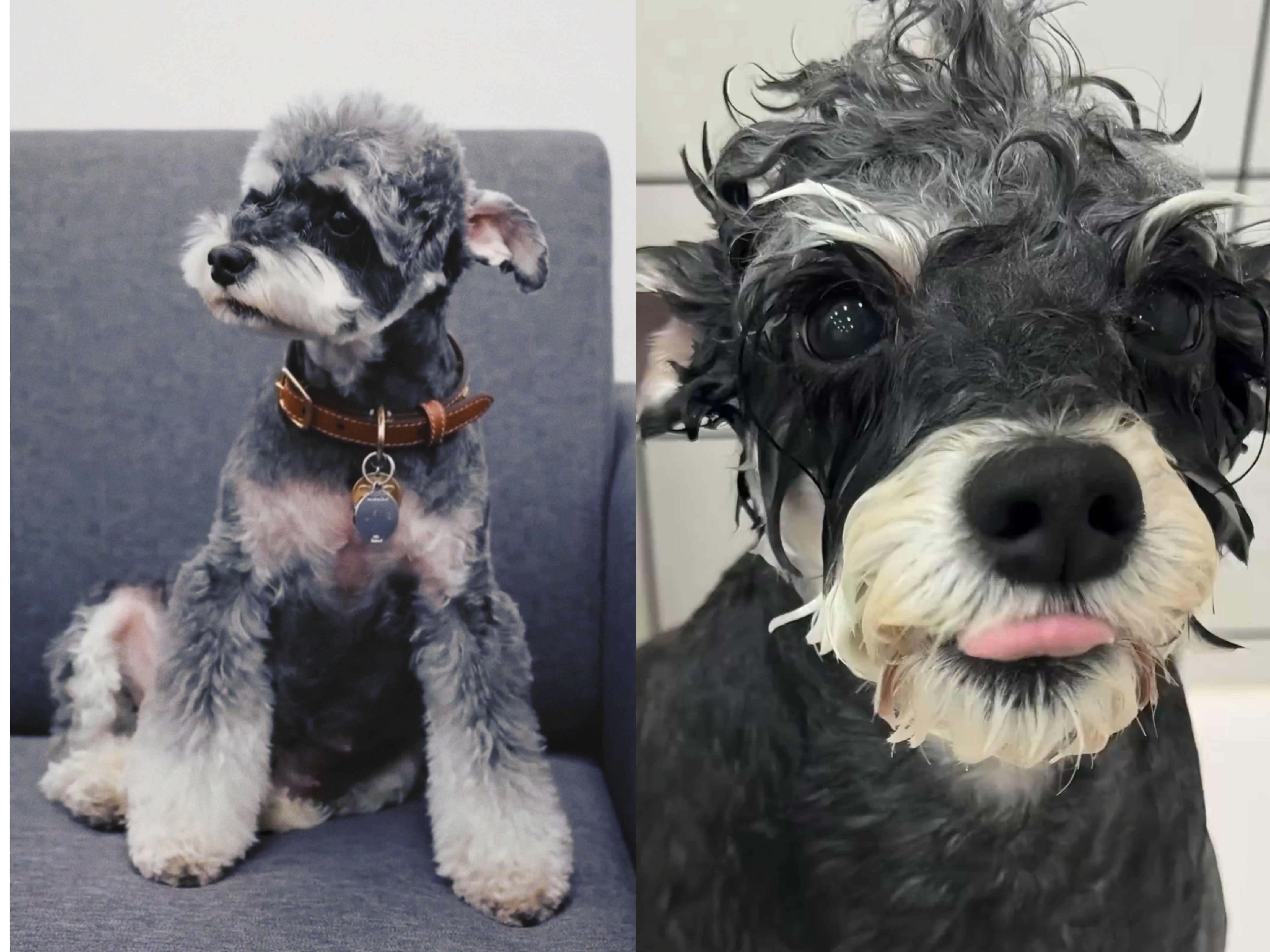 我真不是呆米黑粉。但这真的是同一条🐶吗摩登兄弟