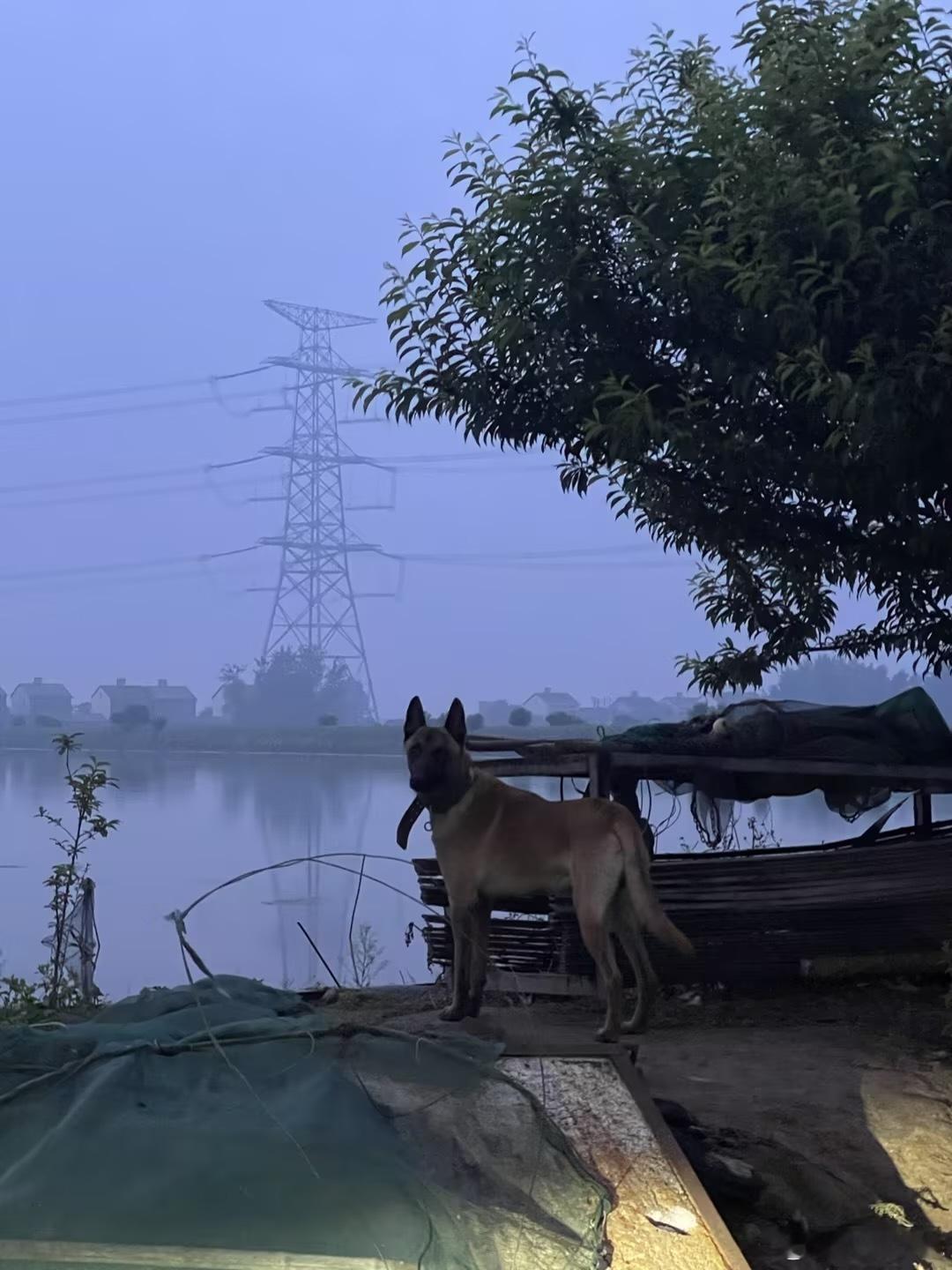 退役警犬[心] ​​​