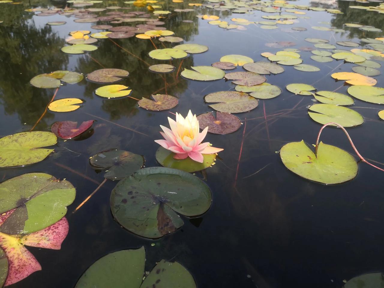 #公园随手拍花朵#