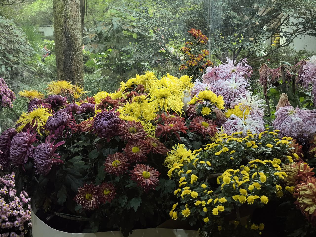 五绝·观菊花展
争奇植物园，
斗艳步廊轩。
绝胜阳春色，
清芬熏忘言。