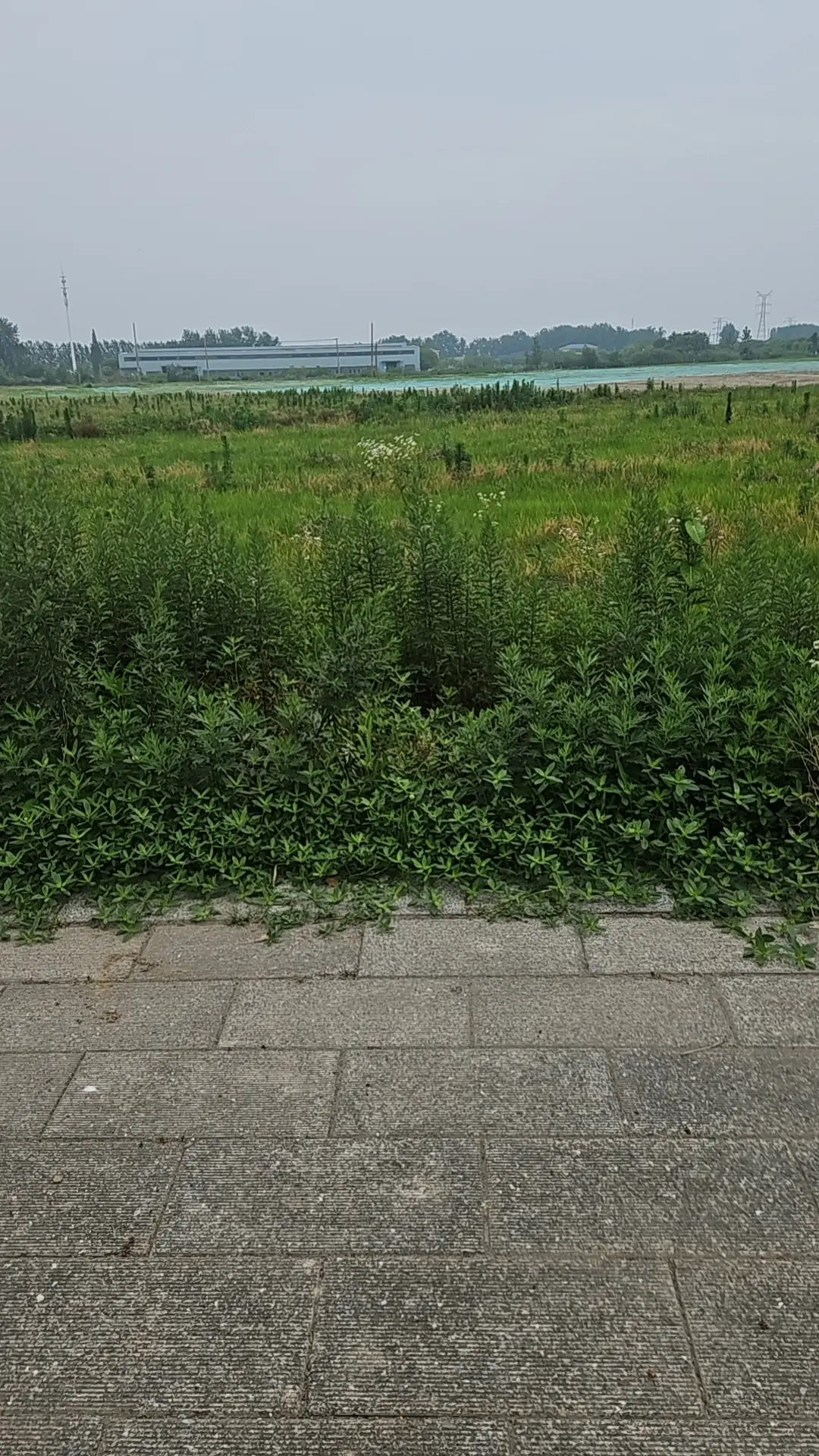 90年已经出去找艾草回家插了😂，就是路上没注意被人大的都偷了，留小的...