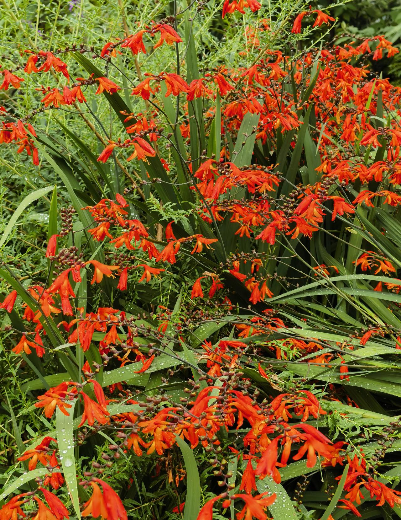 雄黄兰，名“兰”而非“兰”，并且与雄黄这种药用矿物联系起来，总觉得名字的背后会有