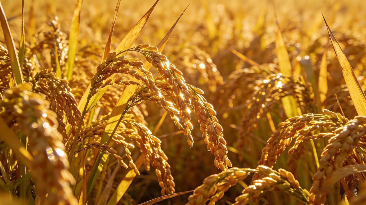 ＂春种一粒谷＂，谁能接下句？春种一粒粟，秋收万颗子。