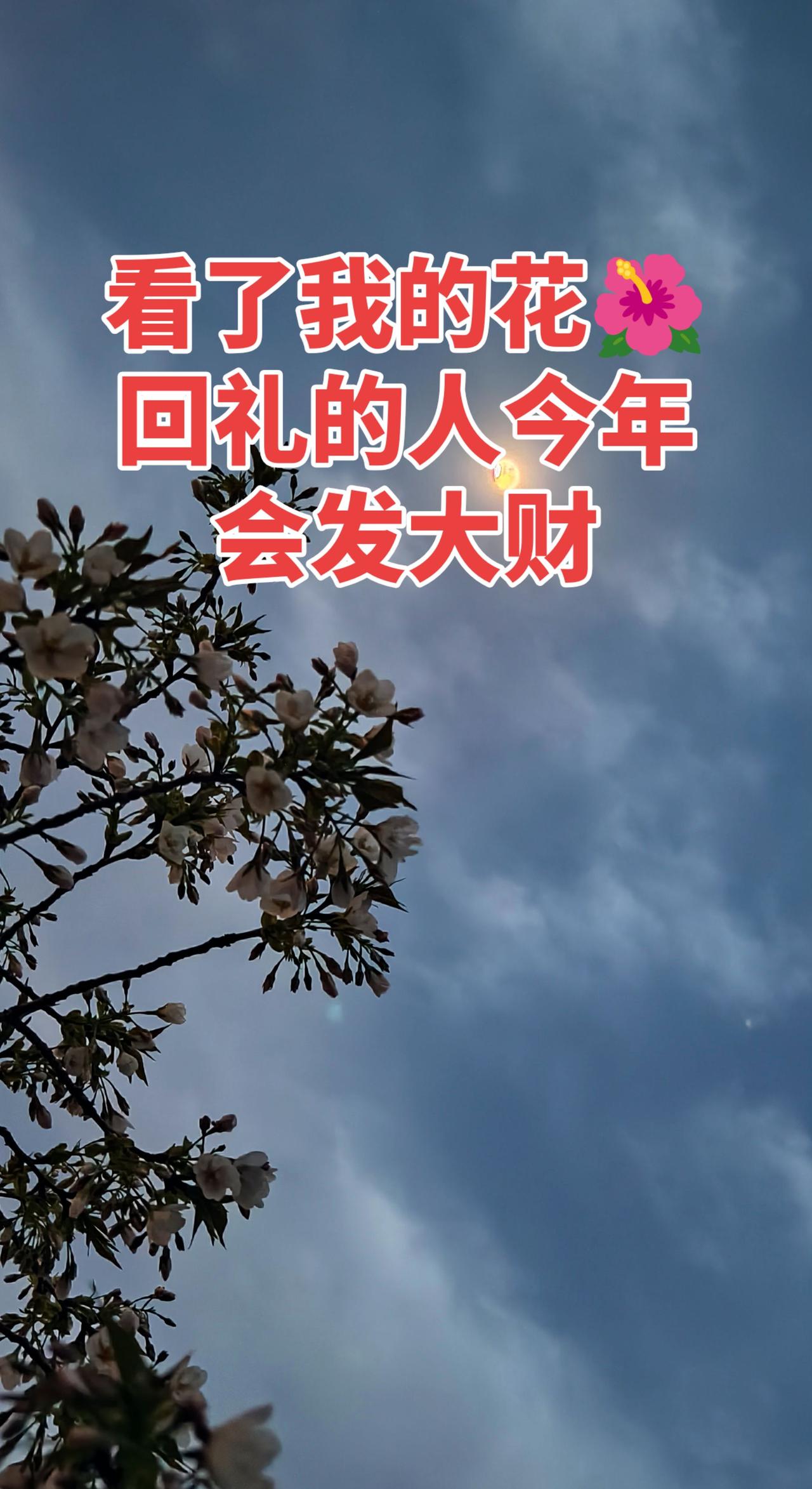 月与树 一起看月亮 月光散落人间 月亮 月下孤树