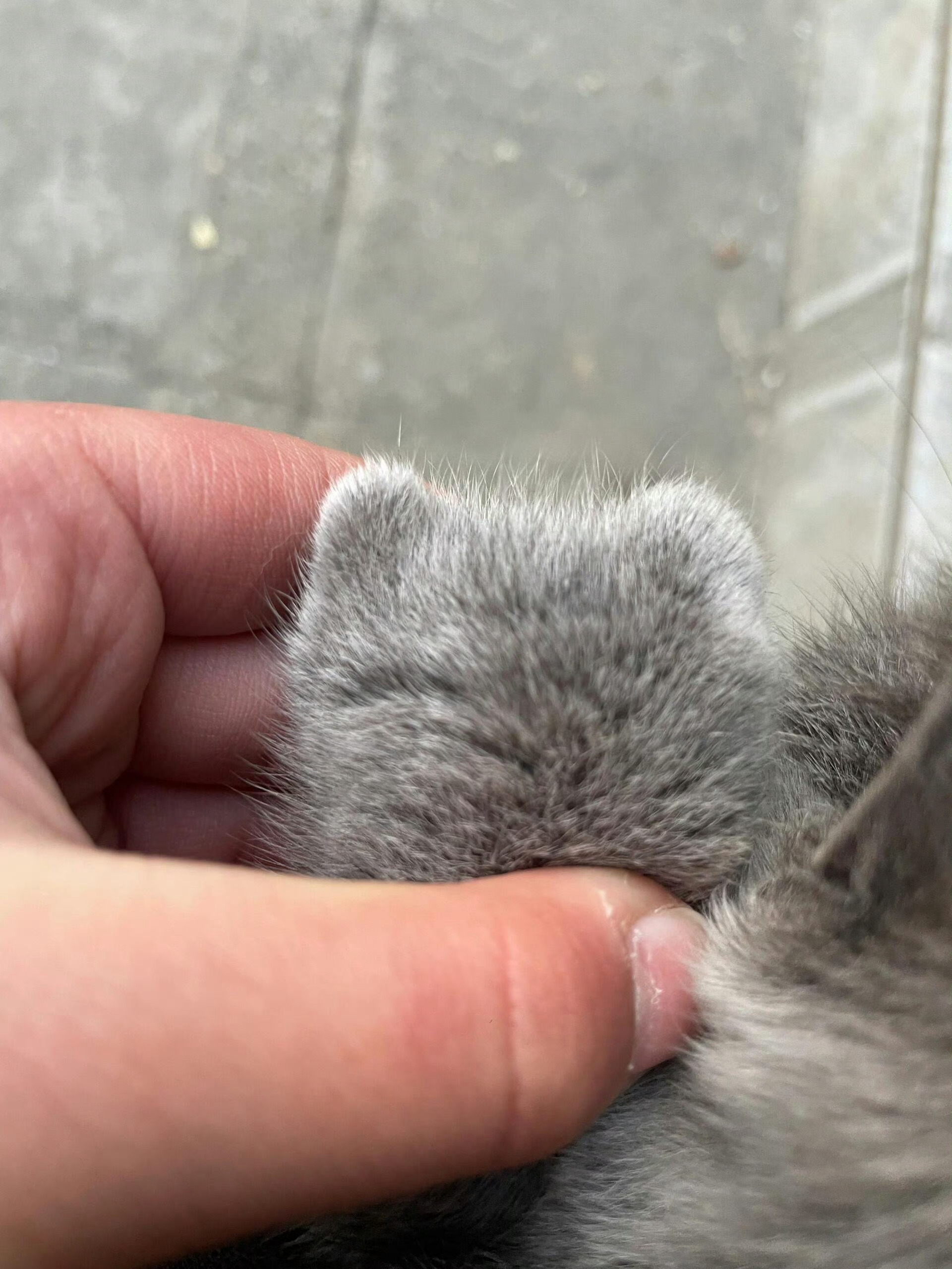 原来小猫的爪爪上还有一只小猫 ​​​