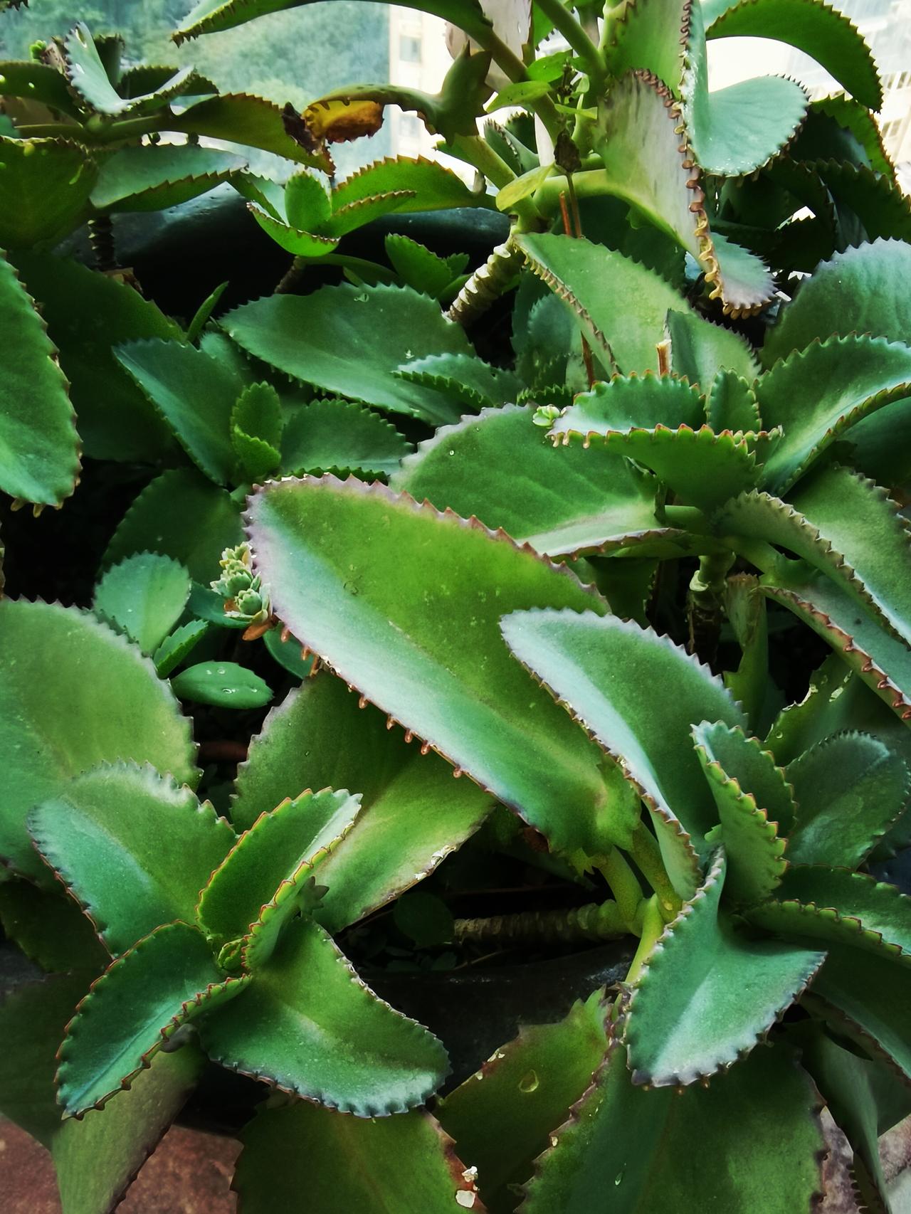 缘份天注定啊！

这种植物原来叫不死鸟。
它的家乡在南美洲墨西哥。

不知道什么