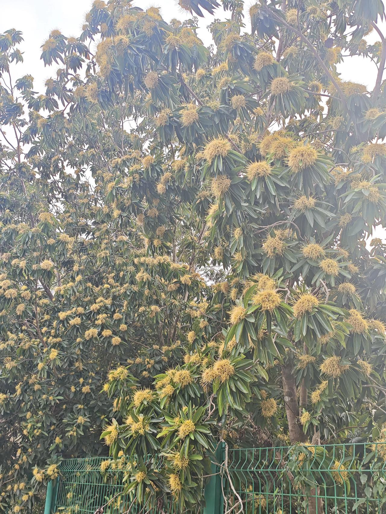 花有重开日，人无再少年。
如果人的生命能像花草树木那样，一年一个周期该多好