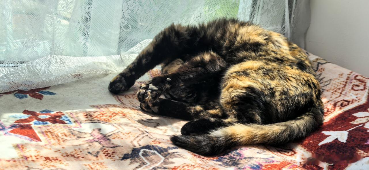 鹧鸪天·猫可贴

远游滇南二十还，
狸奴哑语诉缠绵。
归来寸步长相恋，
静卧床前