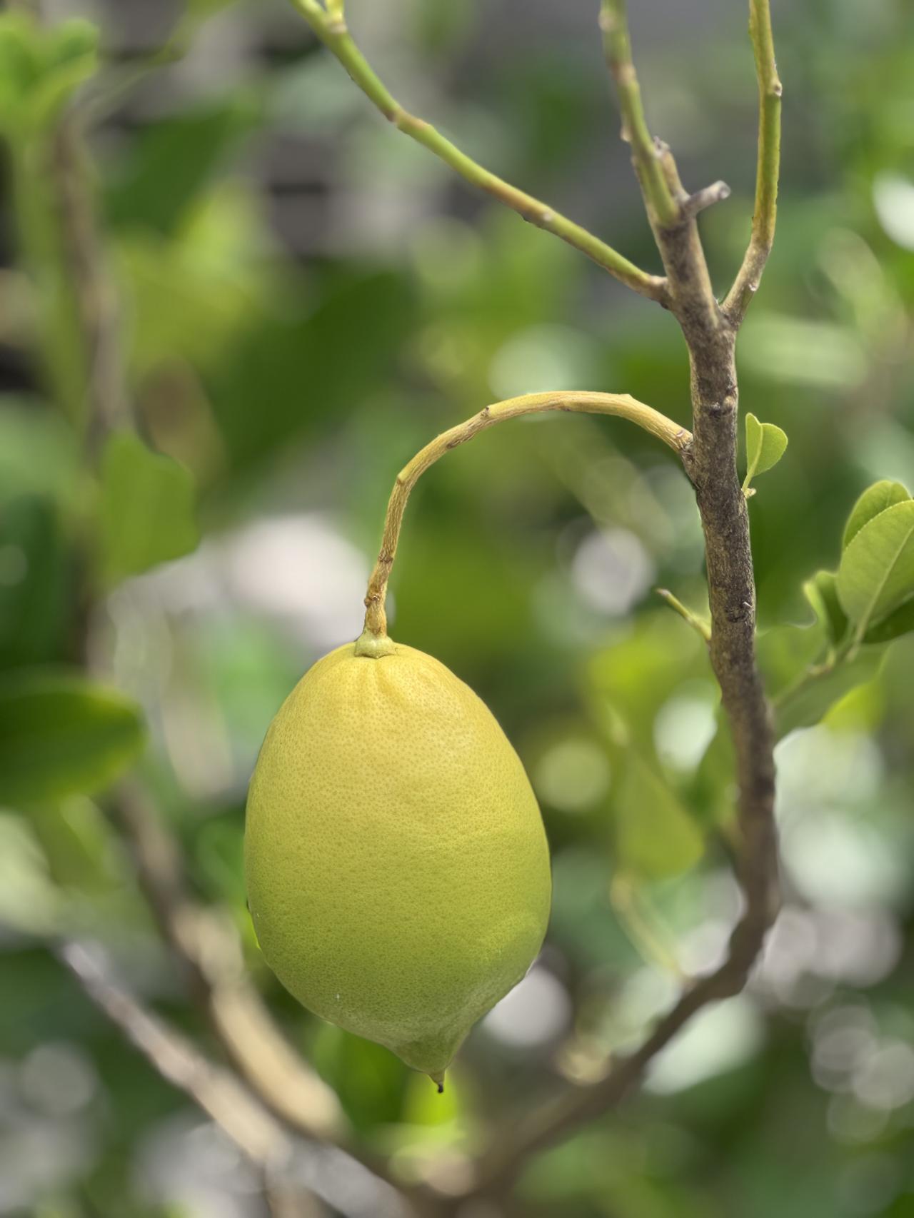 晒晒随手拍摄的果实[大笑]