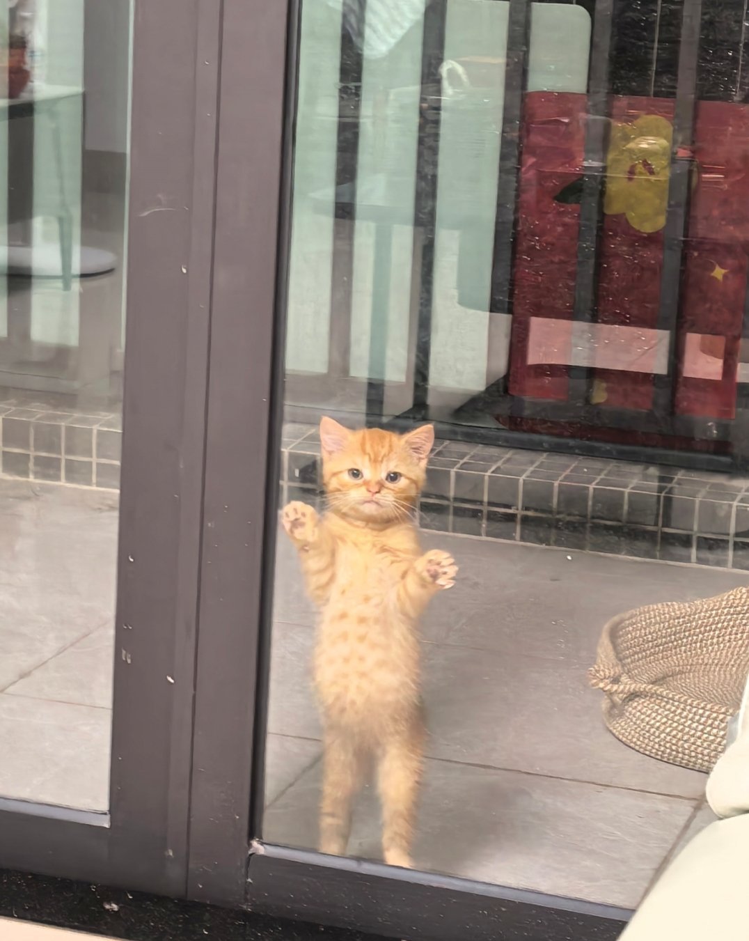 猫猫的小肚子鼓鼓的 ​​​
