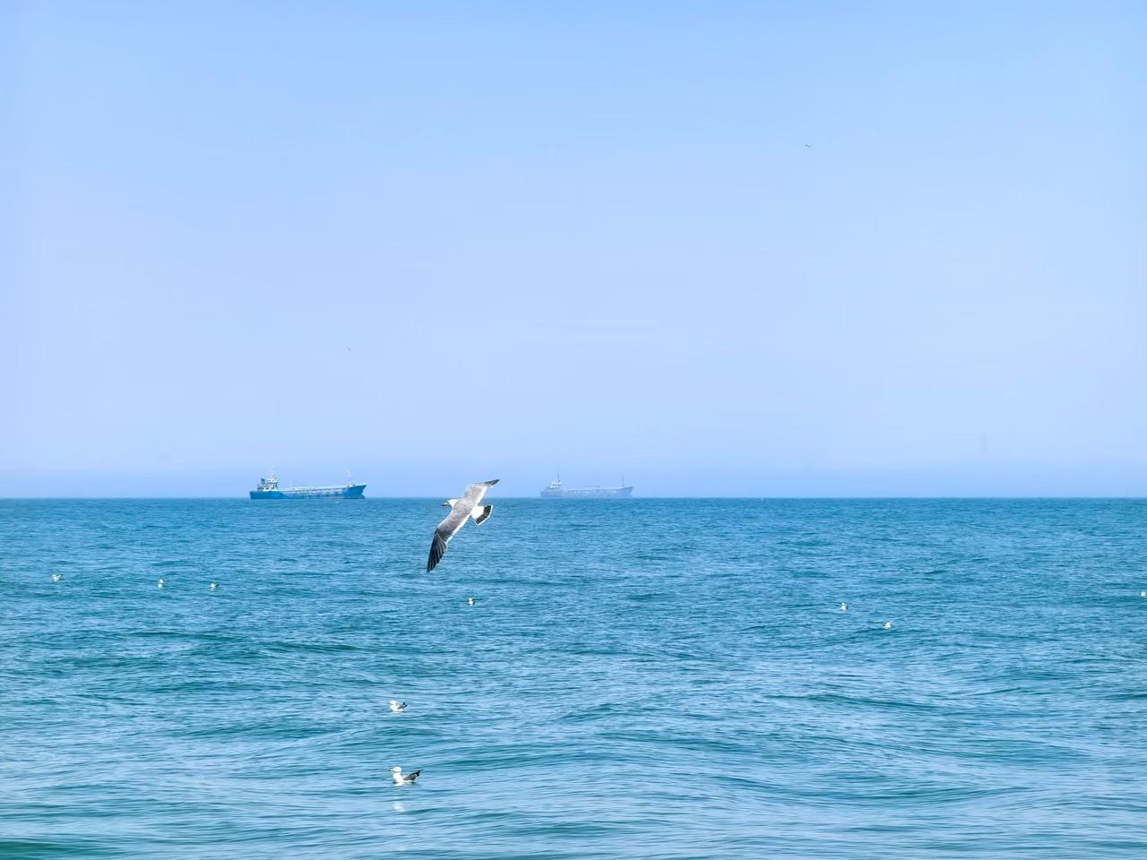 海鸥翱翔在大海上！