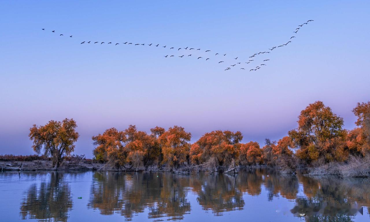 这是10月28日和我们南疆胡杨林摄影团的老师一起在新疆沙雅县胡杨林，我用无人机拍