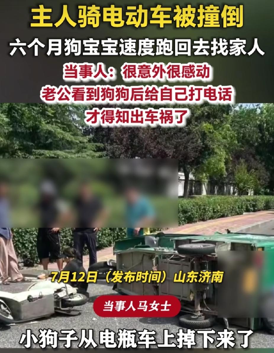 “太有灵性了！”山东济南，女子骑电动车被撞了。没想到，六个月狗宝宝速度跑回家里报