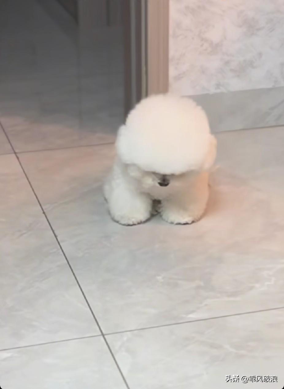 犯困打盹的萌宠小白在客厅里站着盹时睲盹时瞌睡。