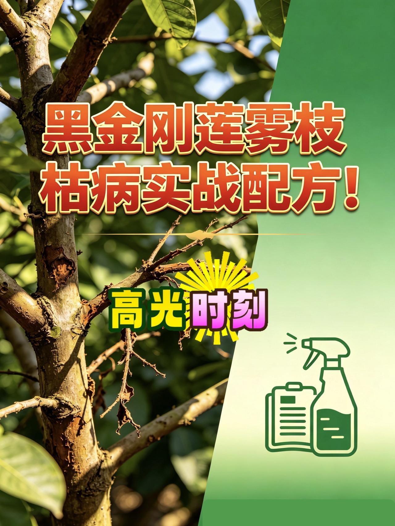 黑金刚莲雾枝枯病有救了！黑金刚莲雾 莲雾 枝枯病 莲雾种植