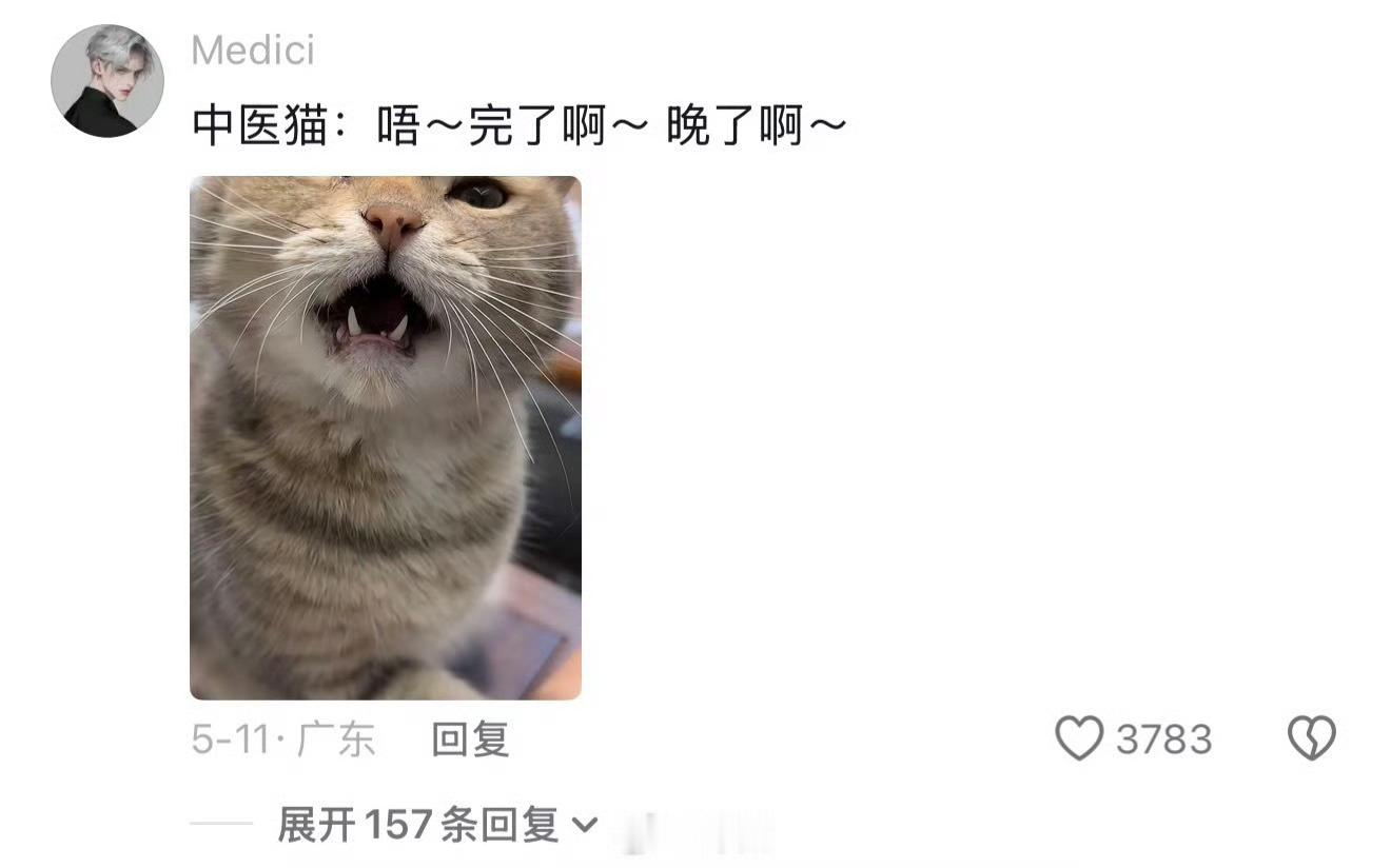 老中咪看起来还挺像那么回事……🐱 