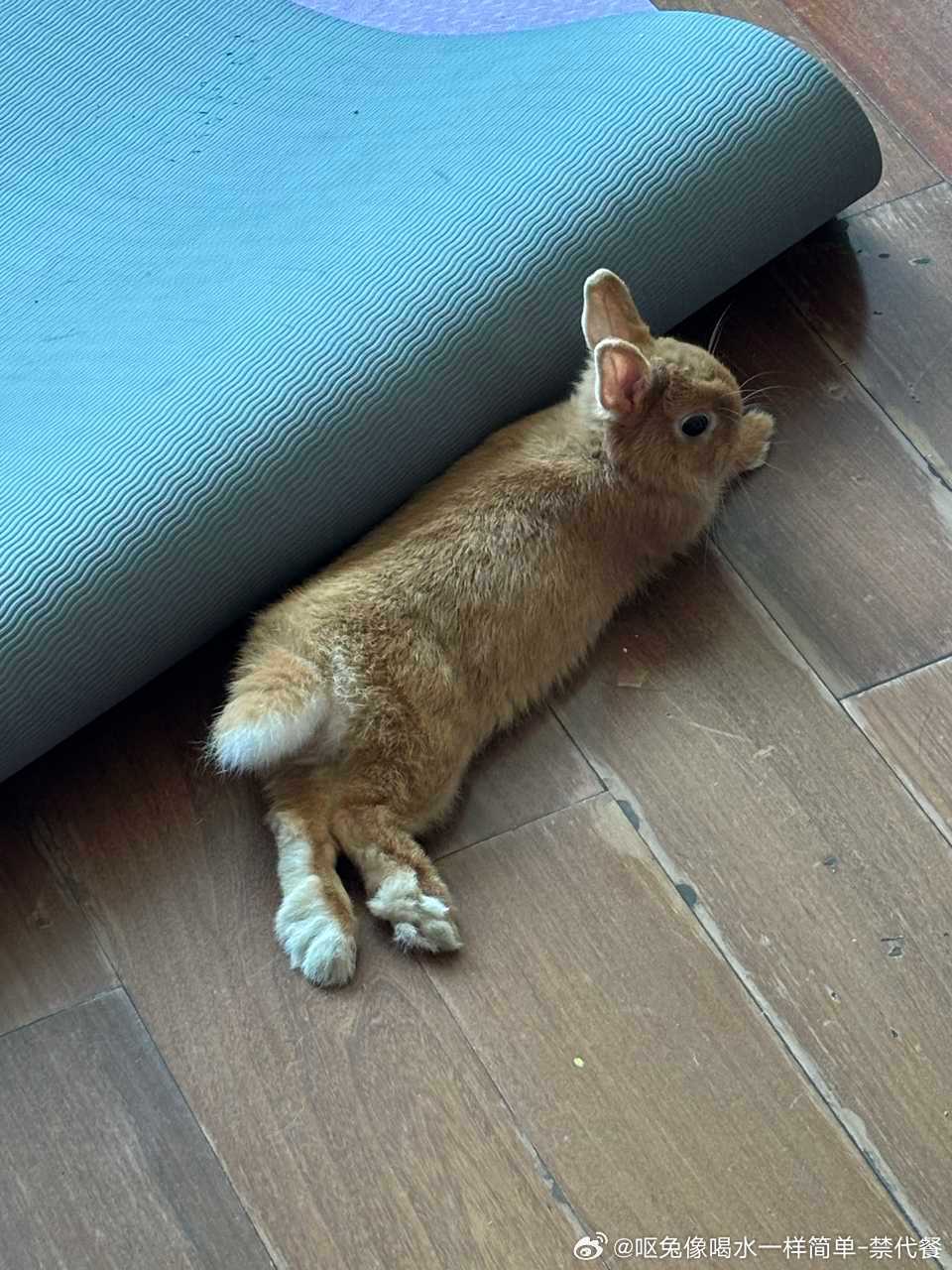 14364🐇兔爪（兔妈们有没有苜蓿草推荐，家兔最近只吃粮，吃草吃得好少。以及想
