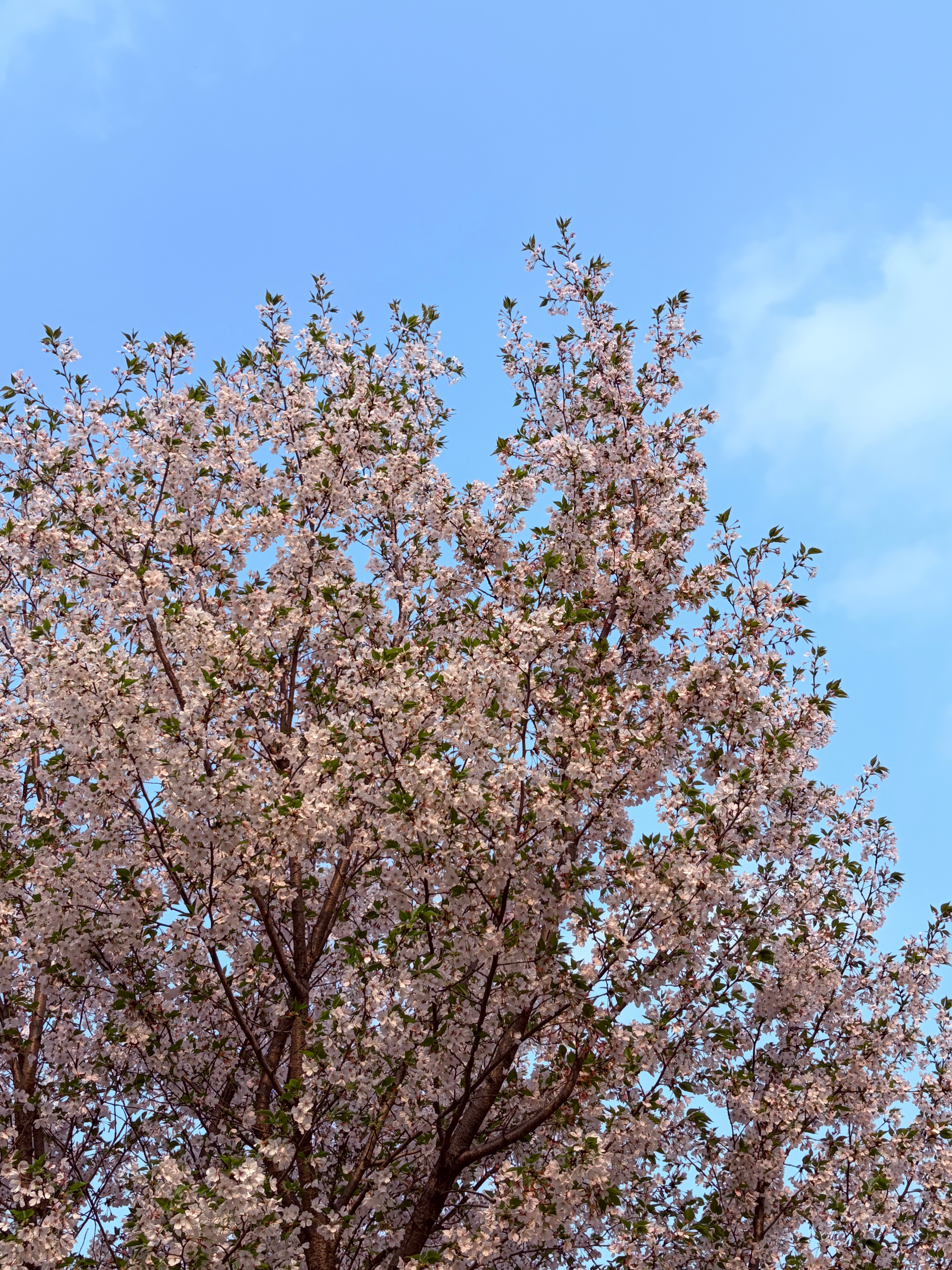 17部影片定档2026五一档看了一下影片单，好几个都是恐怖片😱  我反正是看不